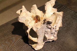 羽石　修二（OB)